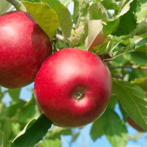 Fresh Red Apple